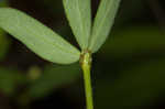 American bird's-foot trefoil